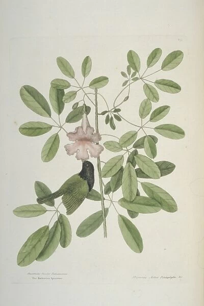 Tiaris bicolor, black-faced grassquit