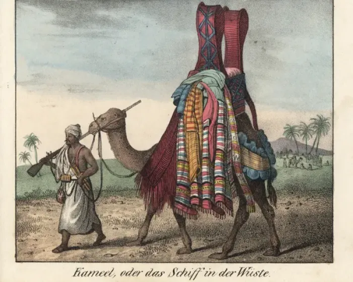 Framed Print : Tibbo man with musket leading a camel laden Framed Print : Tibbo man with musket leading a camel laden