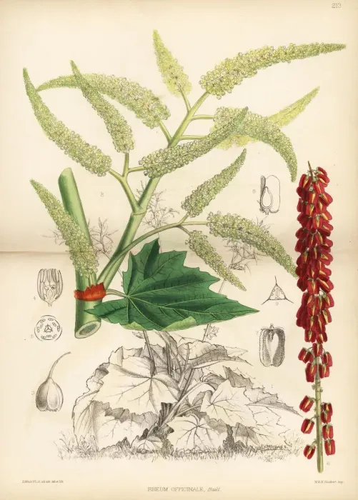 Framed Print : Tibetan rhubarb, Rheum officinale Framed Print : Tibetan rhubarb, Rheum officinale