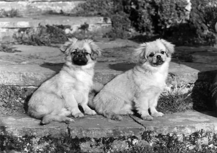 Framed Print : TWO TIBETAN SPANIELS Framed Print : TWO TIBETAN SPANIELS