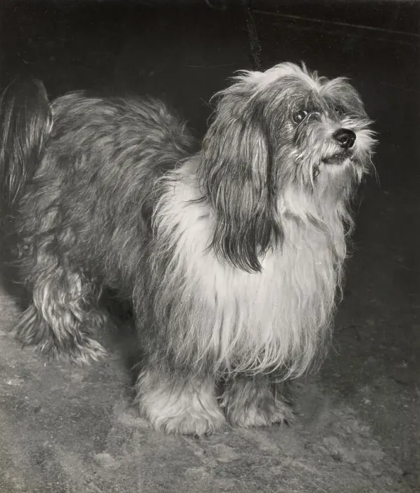 Framed Print : Tibetan Terrier Framed Print : Tibetan Terrier