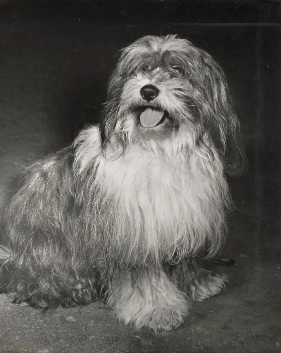 Framed Print : Tibetan Terrier Framed Print : Tibetan Terrier
