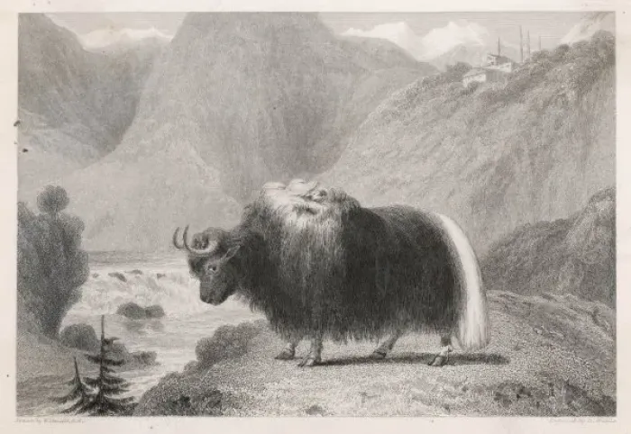 Framed Print : Tibetan Yak Framed Print : Tibetan Yak