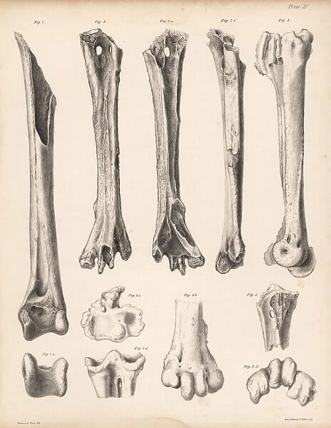 Tibia and metatarsus of the extinct Rodrigues