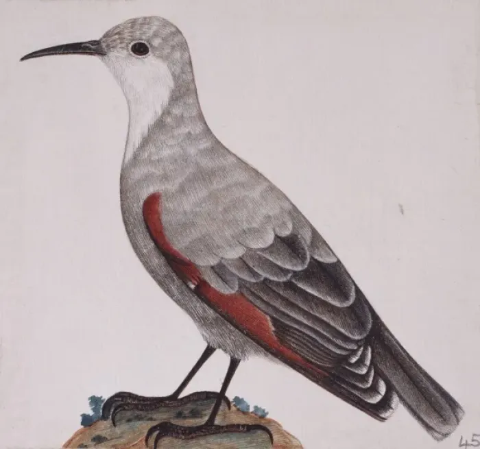 Framed Print : Tichodroma muraria, wallcreeper Framed Print : Tichodroma muraria, wallcreeper
