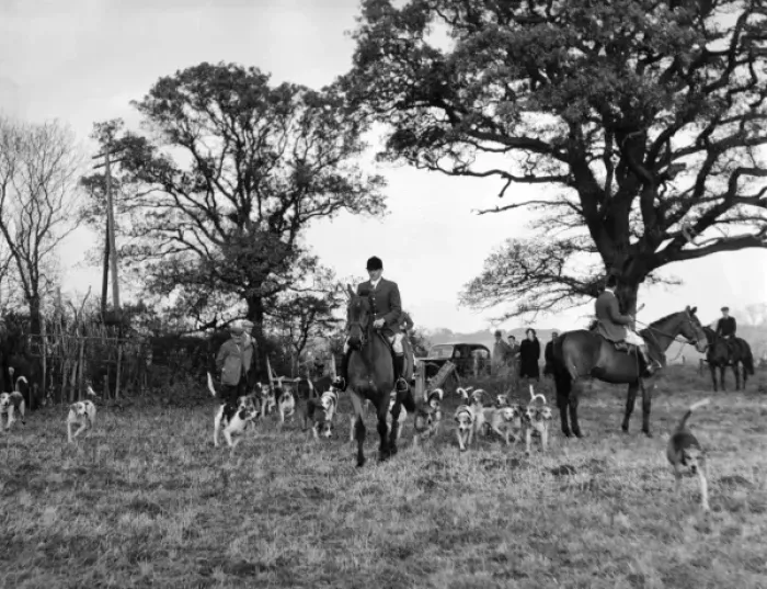 Framed Print : The Tickham Foxhounds Framed Print : The Tickham Foxhounds