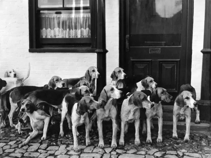 Framed Print : Tickham Foxhounds Framed Print : Tickham Foxhounds