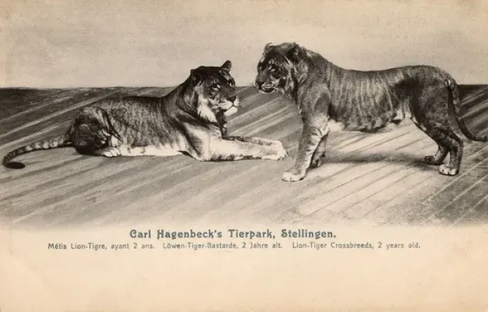 Framed Print : Tierpark Hagenbeck - Cross-bred Lion-Tigers Framed Print : Tierpark Hagenbeck - Cross-bred Lion-Tigers