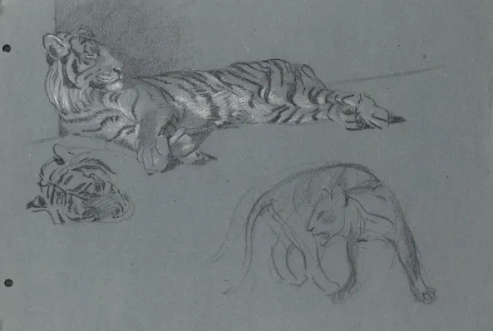 Framed Print : A Tiger. Pastel study of a Tiger and a sketch of another big cat Framed Print : A Tiger. Pastel study of a Tiger and a sketch of another big cat