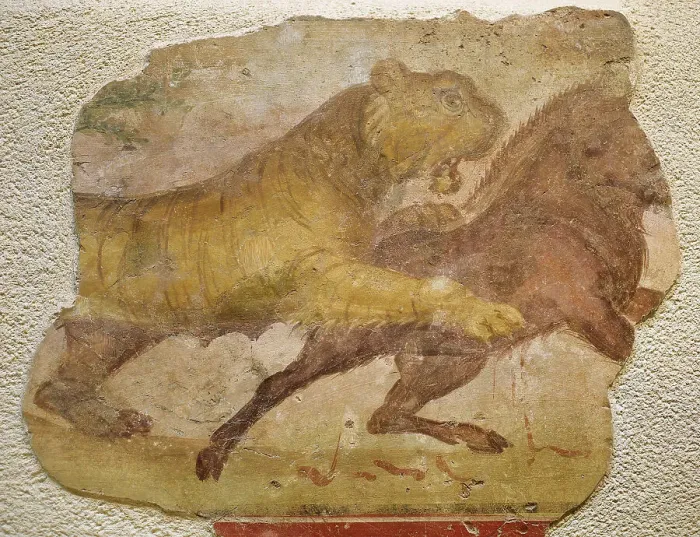 Framed Print : A tiger attacking a wild boar. Roman painting. From Amphithe Framed Print : A tiger attacking a wild boar. Roman painting. From Amphithe