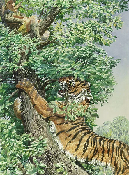 Tiger attempting to reach big game hunter