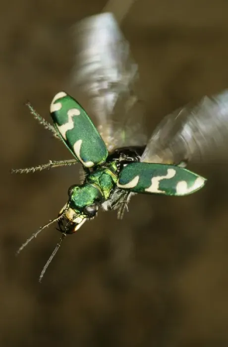 Framed Print : Tiger beetle in flight Framed Print : Tiger beetle in flight