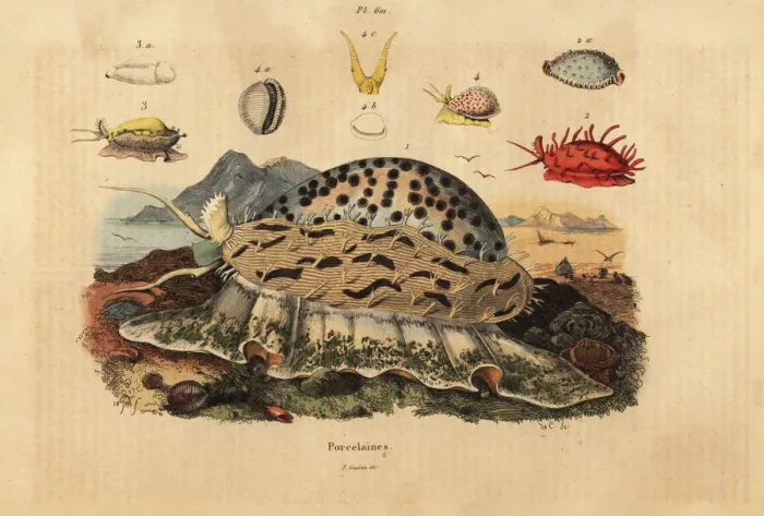 Framed Print : Tiger cowrie, wrinkled cowrie, money cowrie, etc