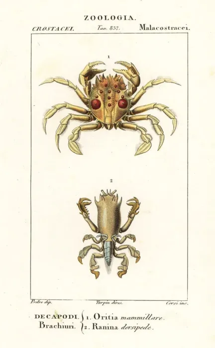 Framed Print : Tiger crab and frog crab Framed Print : Tiger crab and frog crab