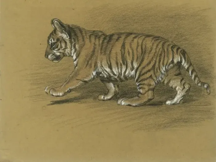 Framed Print : Tiger Cub Framed Print : Tiger Cub