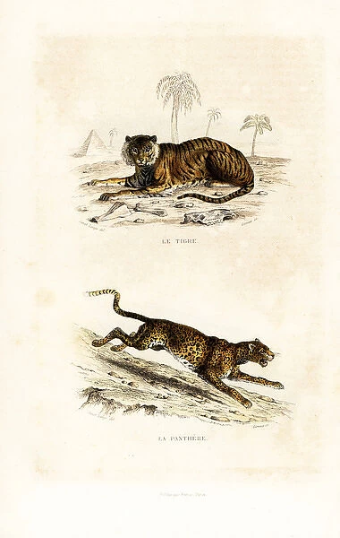 Tiger (endangered) and panther