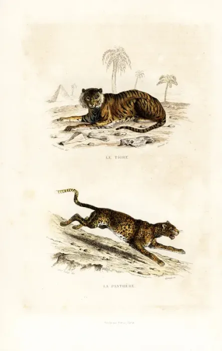 Framed Print : Tiger (endangered) and panther Framed Print : Tiger (endangered) and panther