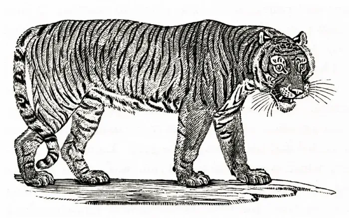 Framed Print : A TIGER (ENGRAVING) Framed Print : A TIGER (ENGRAVING)