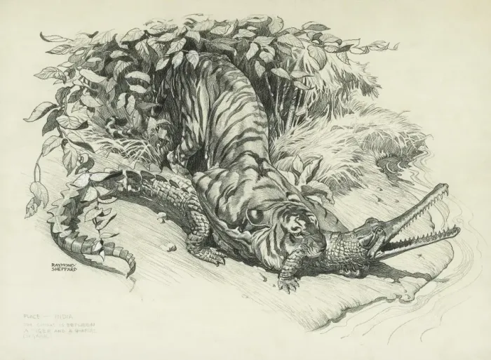 Framed Print : Tiger and Gharial in Combat Framed Print : Tiger and Gharial in Combat