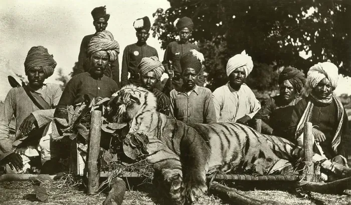 Framed Print : Tiger hunt in India Framed Print : Tiger hunt in India