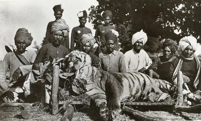 Framed Print : Tiger Hunt In India Taken With A 3a Folding Pocket Framed Print : Tiger Hunt In India Taken With A 3a Folding Pocket