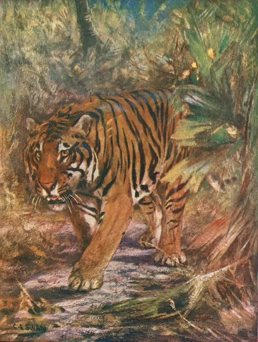 Framed Print : Tiger in the Jungle Framed Print : Tiger in the Jungle
