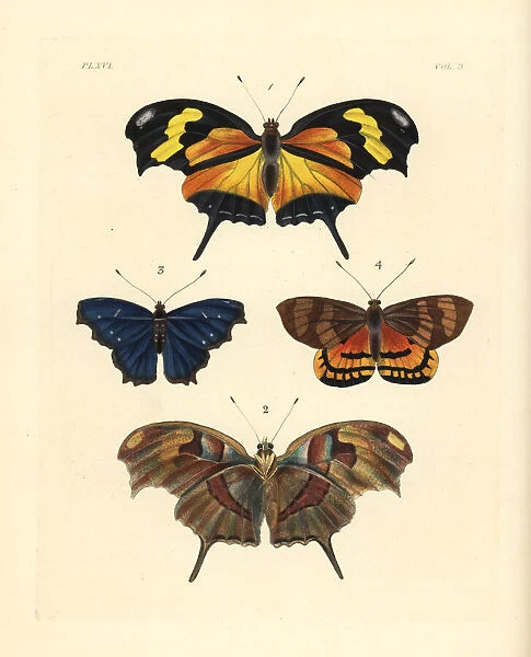 Tiger leafwing, orsis bluewing and Ceretes thais moth