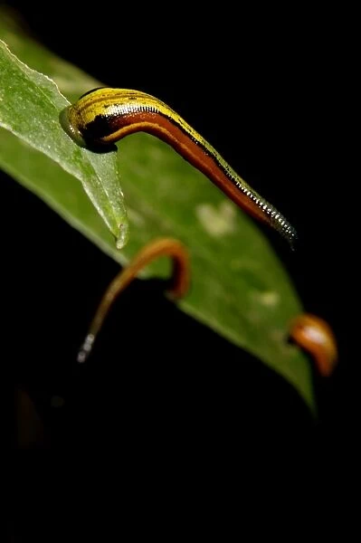 Tiger Leeches  /  Painted Leech on leaves of low