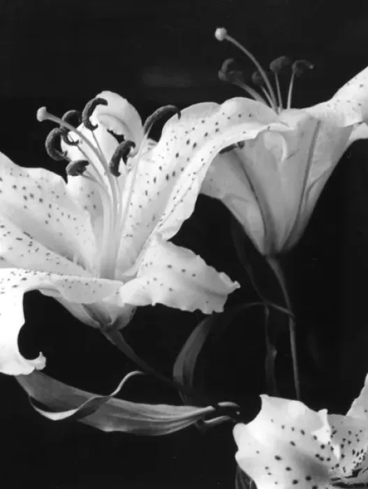 Framed Print : Tiger Lilies Framed Print : Tiger Lilies