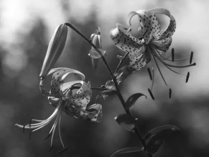 Framed Print : TIGER LILY Framed Print : TIGER LILY