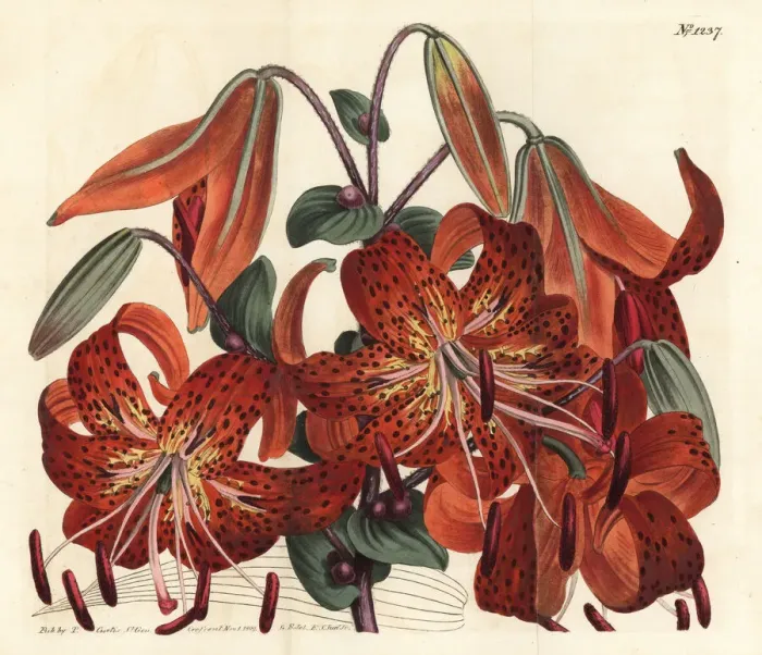 Framed Print : Tiger lily, Lilium lancifolium Framed Print : Tiger lily, Lilium lancifolium