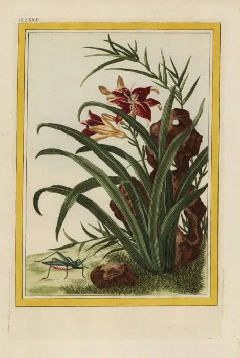 Framed Print : Tiger lily, Lilium lancifolium Framed Print : Tiger lily, Lilium lancifolium
