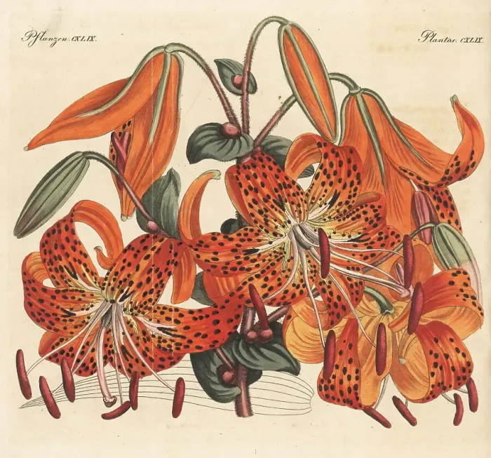 Framed Print : Tiger lily, Lilium lancifolium Framed Print : Tiger lily, Lilium lancifolium