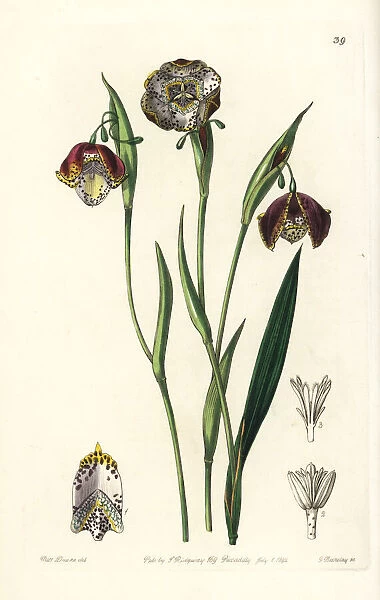 Tiger lily, Tigridia meleagris