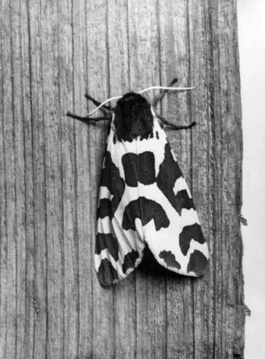 Framed Print : TIGER MOTH Framed Print : TIGER MOTH