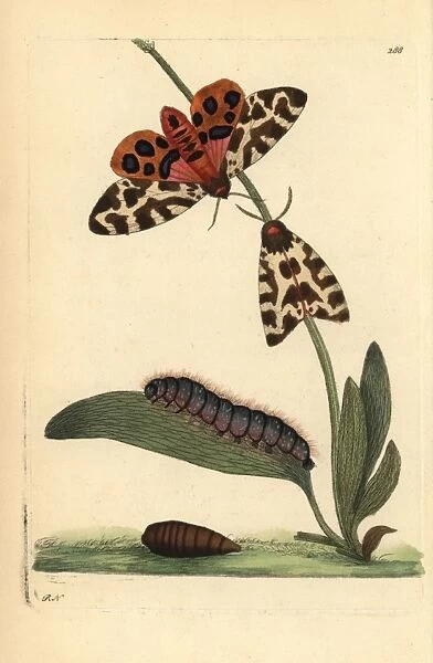 Tiger moth, Arctia caja