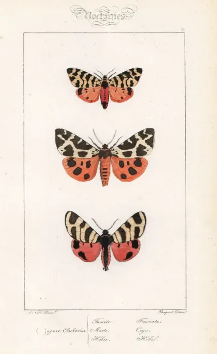 Framed Print : Tiger moth, garden tiger and hebe tiger Framed Print : Tiger moth, garden tiger and hebe tiger
