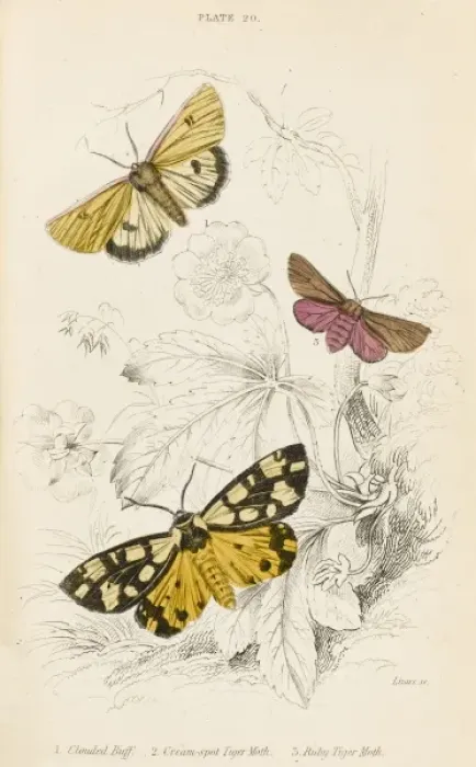 Framed Print : Tiger Moths and Friend Framed Print : Tiger Moths and Friend