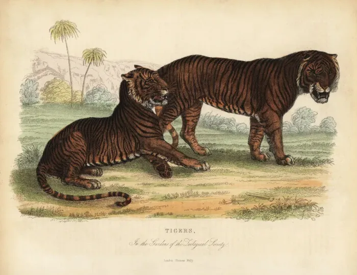 Framed Print : Tiger, Panthera tigris, endangered Framed Print : Tiger, Panthera tigris, endangered