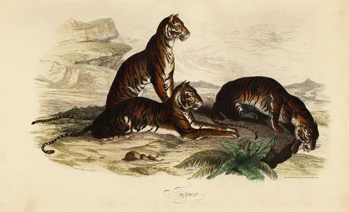 Framed Print : Tiger, Panthera tigris. Endangered. Tigres Framed Print : Tiger, Panthera tigris. Endangered. Tigres