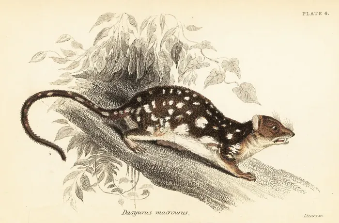 Framed Print : Tiger quoll, Dasyurus maculatus Framed Print : Tiger quoll, Dasyurus maculatus