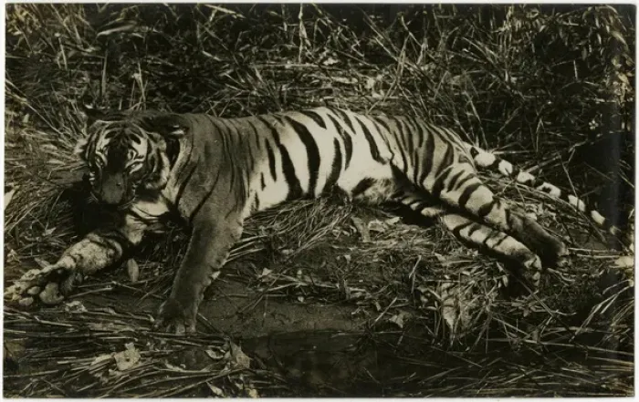 Framed Print : Tiger - Singapore, Malaysia Framed Print : Tiger - Singapore, Malaysia