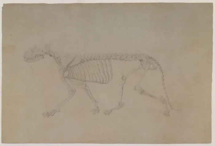 Framed Print : Tiger Skeleton, Lateral View, in Walking Posture Date: 1800