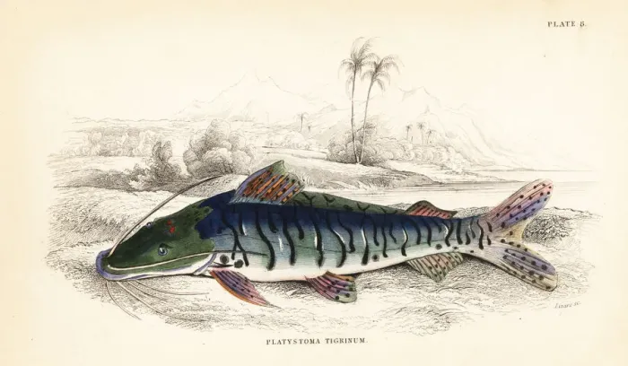 Framed Print : Tiger sorubim, Pseudoplatystoma tigrinum Framed Print : Tiger sorubim, Pseudoplatystoma tigrinum