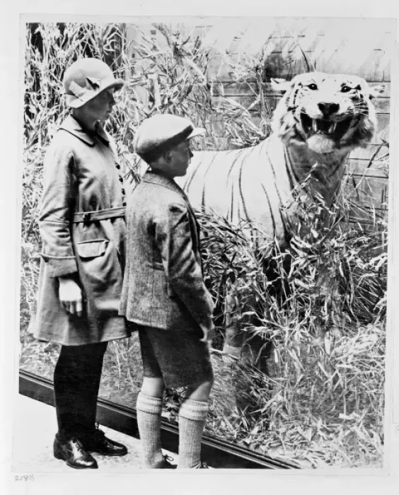 Framed Print : Tiger specimen, c. 1925 Framed Print : Tiger specimen, c. 1925