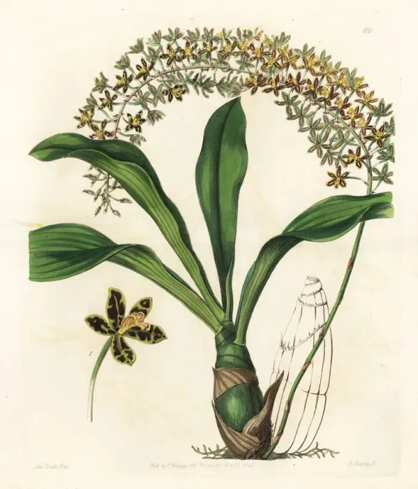 Framed Print : Tiger-spotted letter-leaf orchid, Grammatophyllum