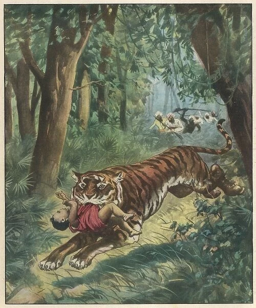 Tiger Steals Bengal Baby