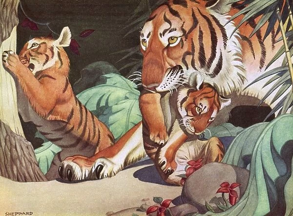 Tigers by Raymond Sheppard - a mother with her two tiger cubs in the jungle. Date: 1936