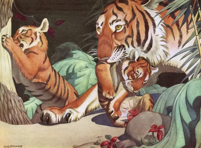 Framed Print : Tigers by Raymond Sheppard - a mother with her two tiger cubs in the jungle. Date: 1936 Framed Print : Tigers by Raymond Sheppard - a mother with her two tiger cubs in the jungle. Date: 1936