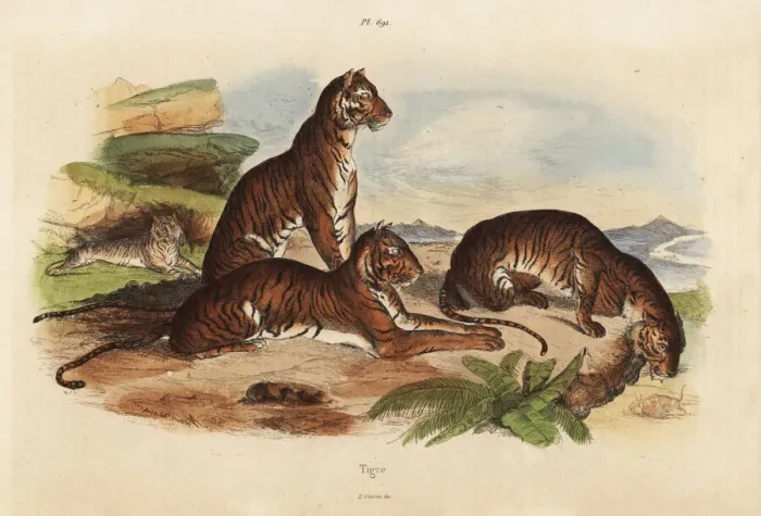 Framed Print : Tigers, Panthera tigris, endangered Framed Print : Tigers, Panthera tigris, endangered
